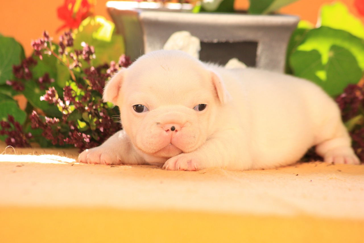 puppy dog bulldog free photo