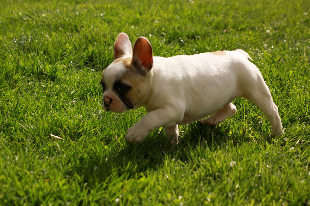 puppy dog bulldog free photo