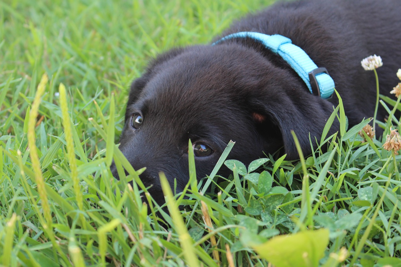 puppy black labrador free photo