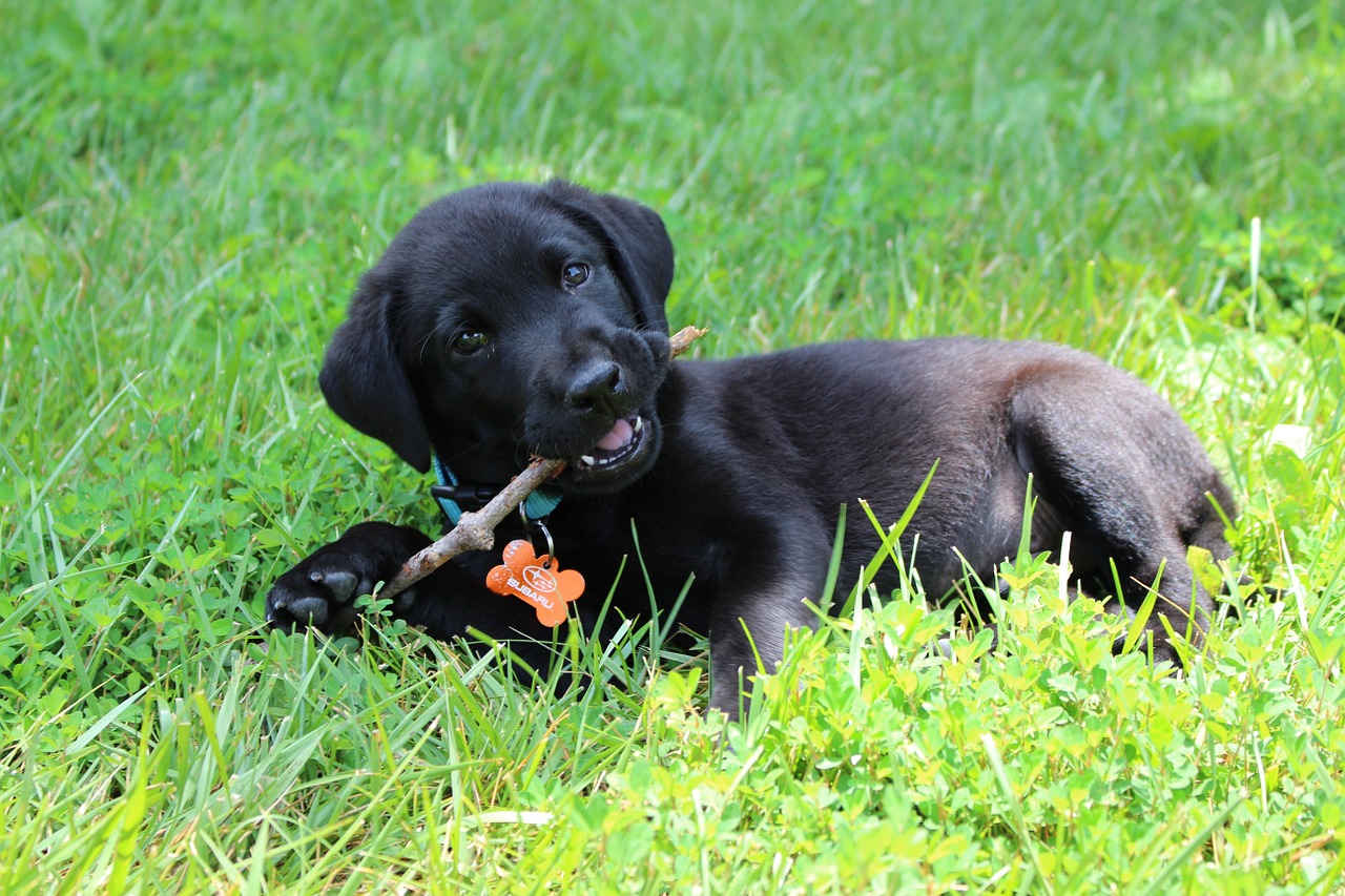 puppy black labrador free photo