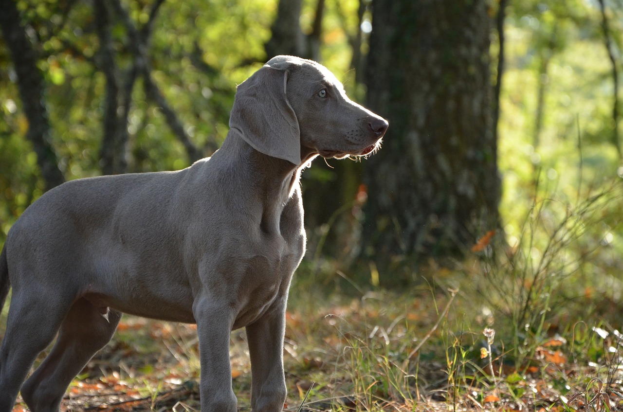 puppy dog muzzle free photo