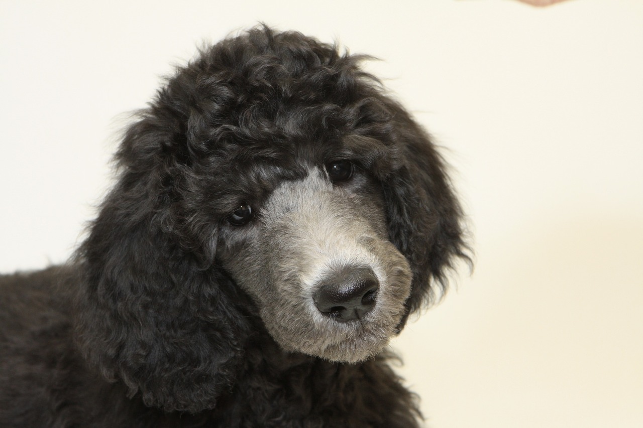 puppy standard poodle dog free photo
