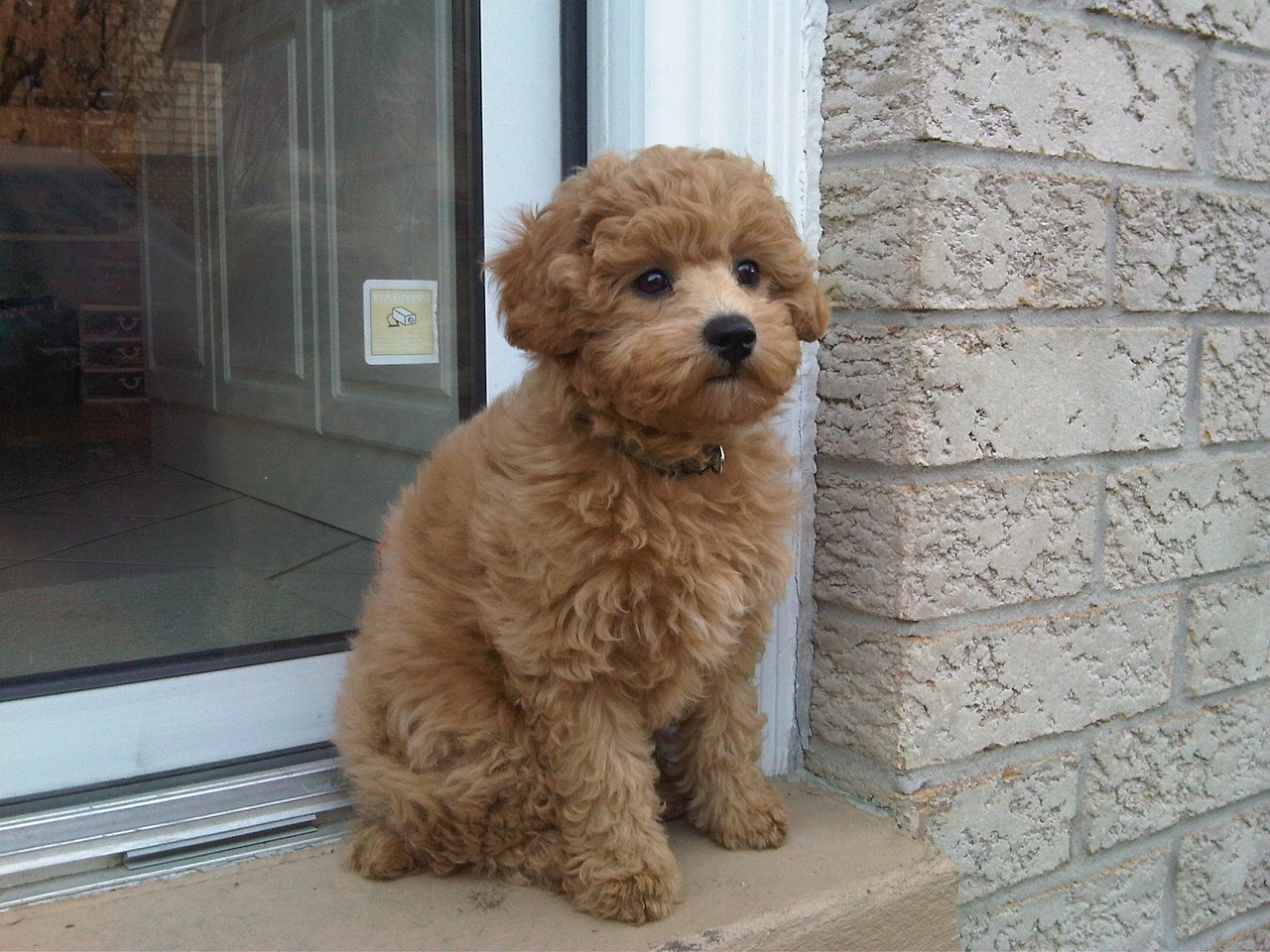 puppy waiting pet free photo