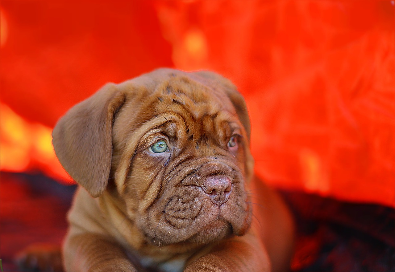 puppy dogue de bordeaux dog free photo