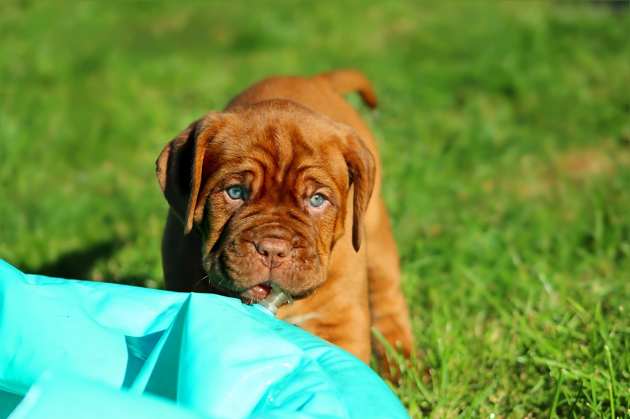 puppy dogue de bordeaux dog free photo