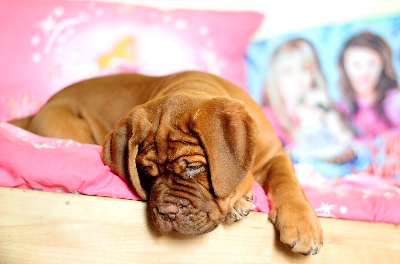 puppy dogue de bordeaux bordeaux free photo