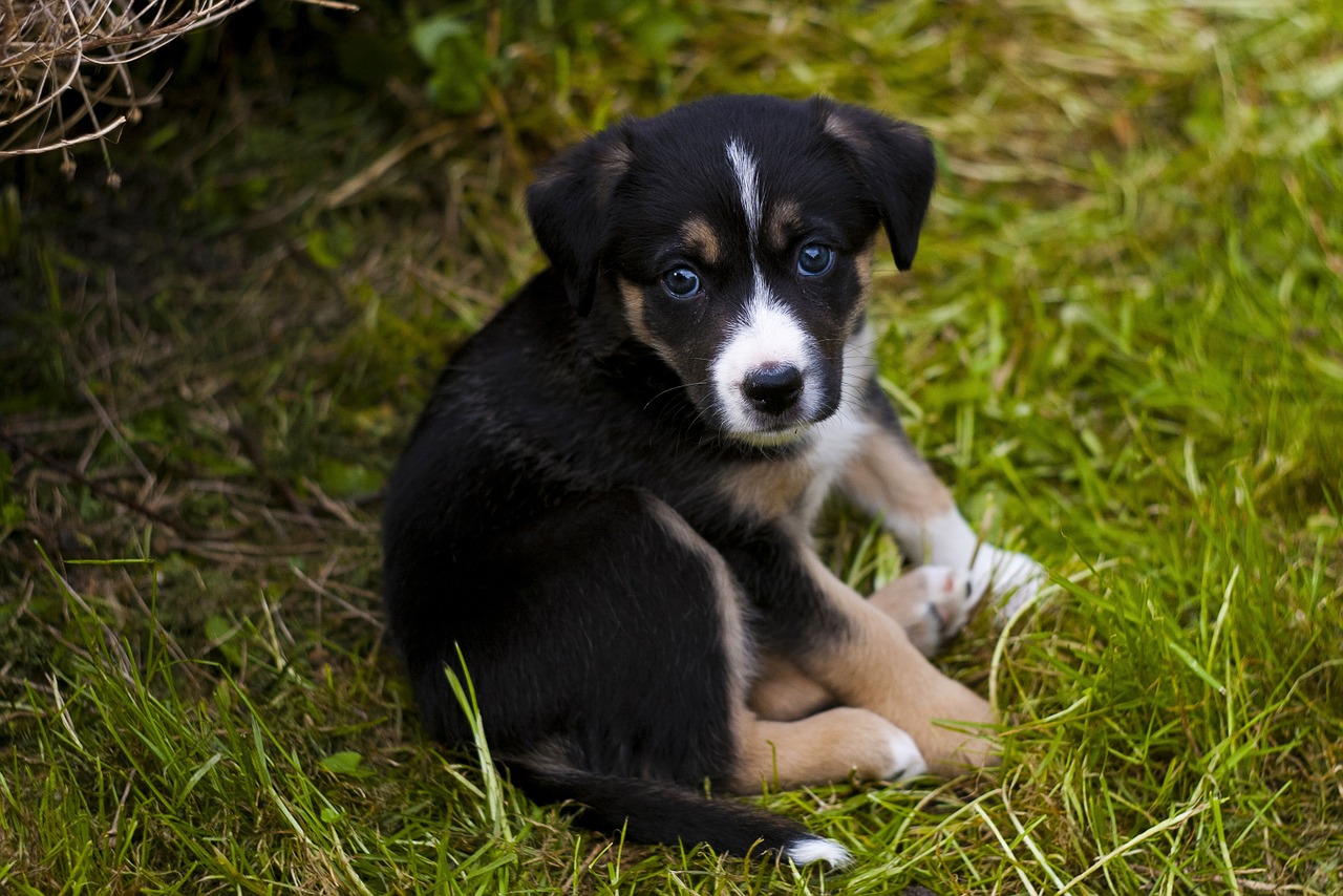 puppy dog cute free photo