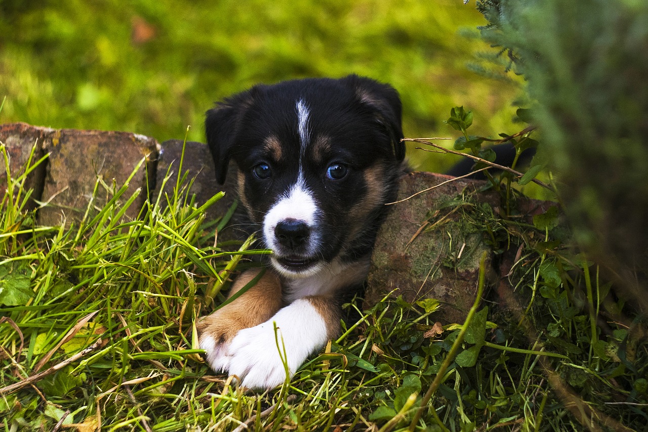 puppy dog cute free photo