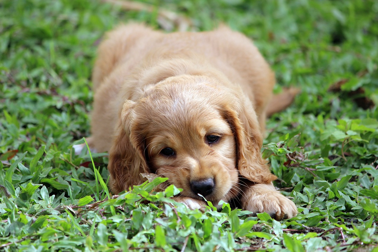 puppy animal domestic animal free photo