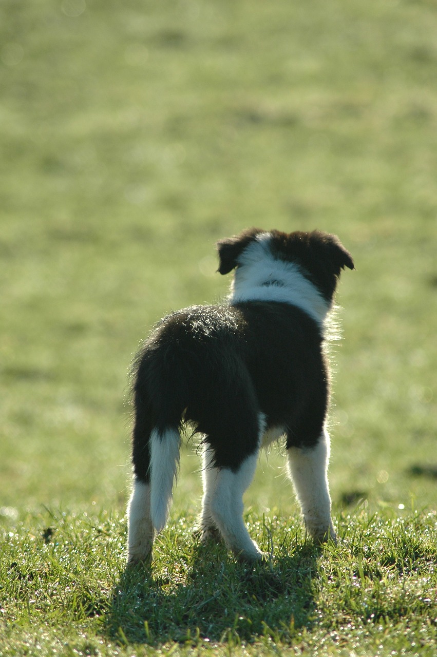 puppy border collie dog free photo