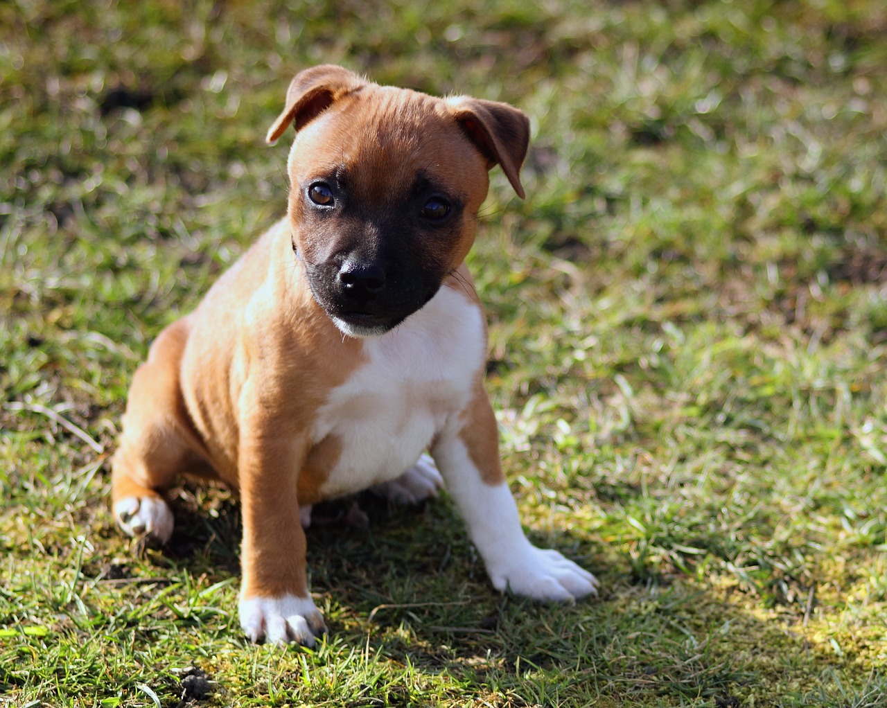 puppy dog staffordshire bullterrier free photo