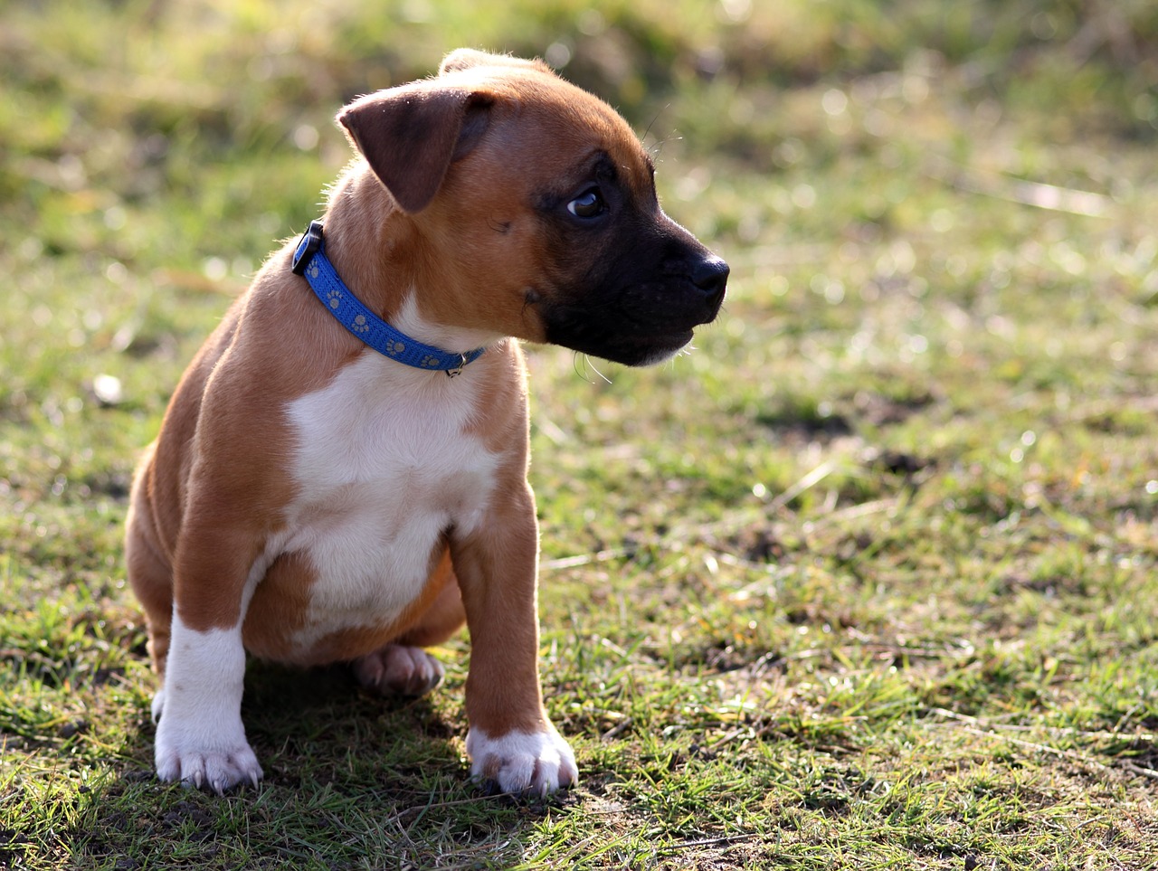 puppy dog staffordshire bullterrier free photo