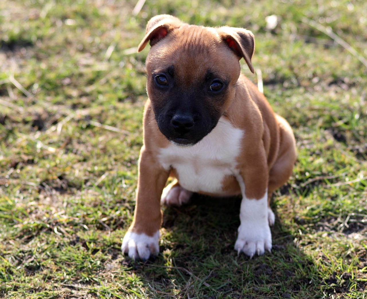 puppy dog staffordshire bullterrier free photo