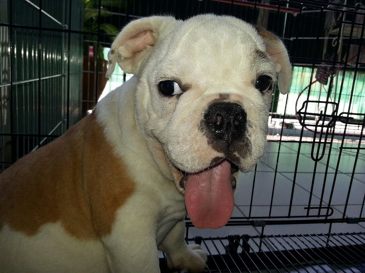 puppy tounge pet free photo