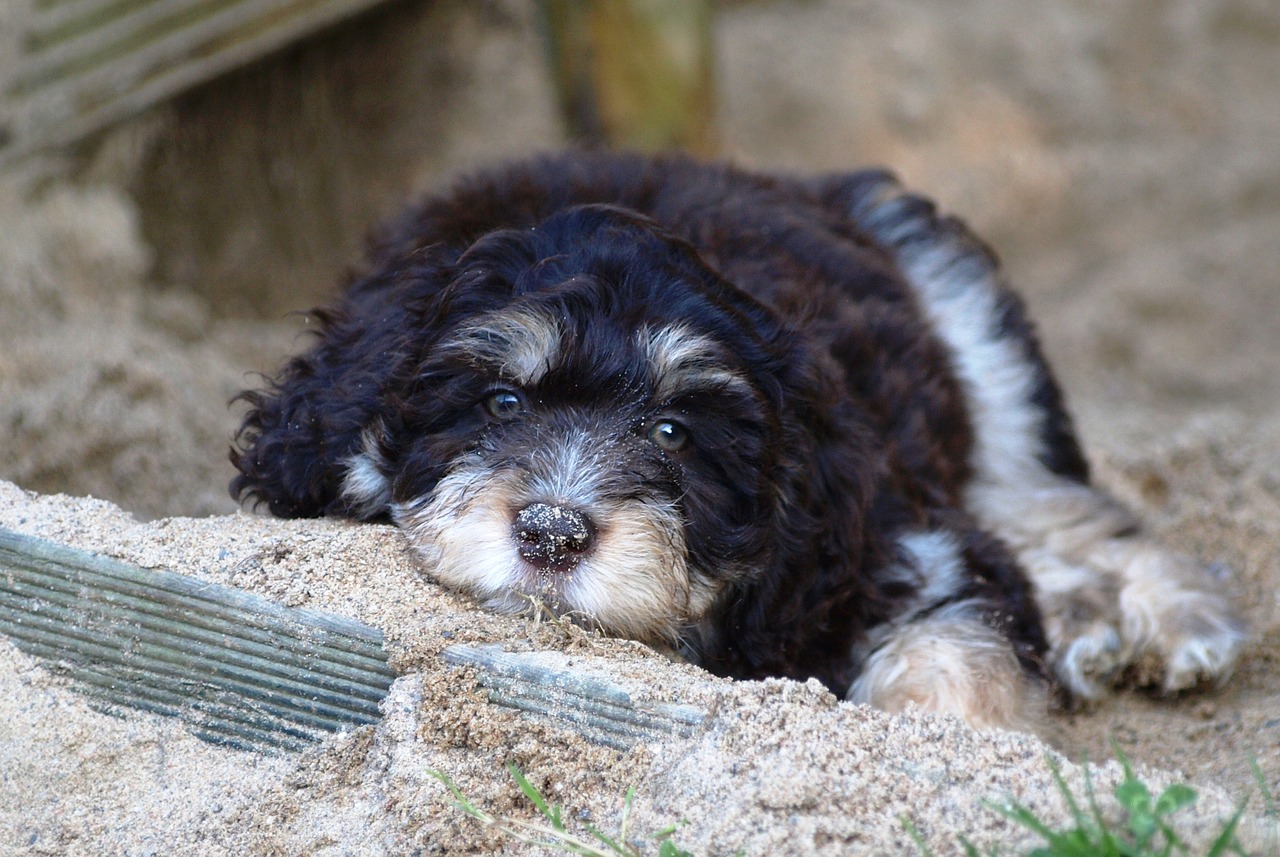 puppy aussiedoodle young dog free photo