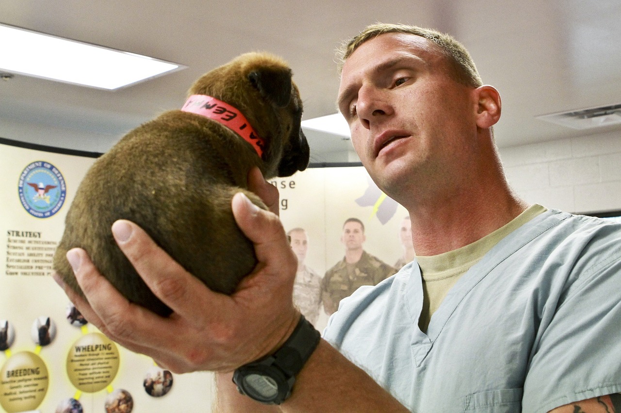 puppy vet veterinarian free photo