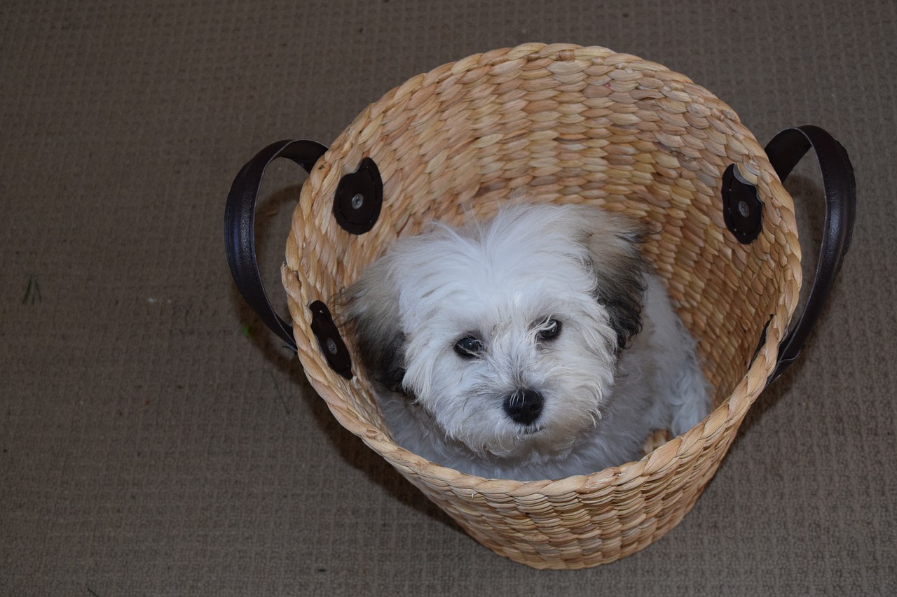 puppy basket maltese shih tzu free photo