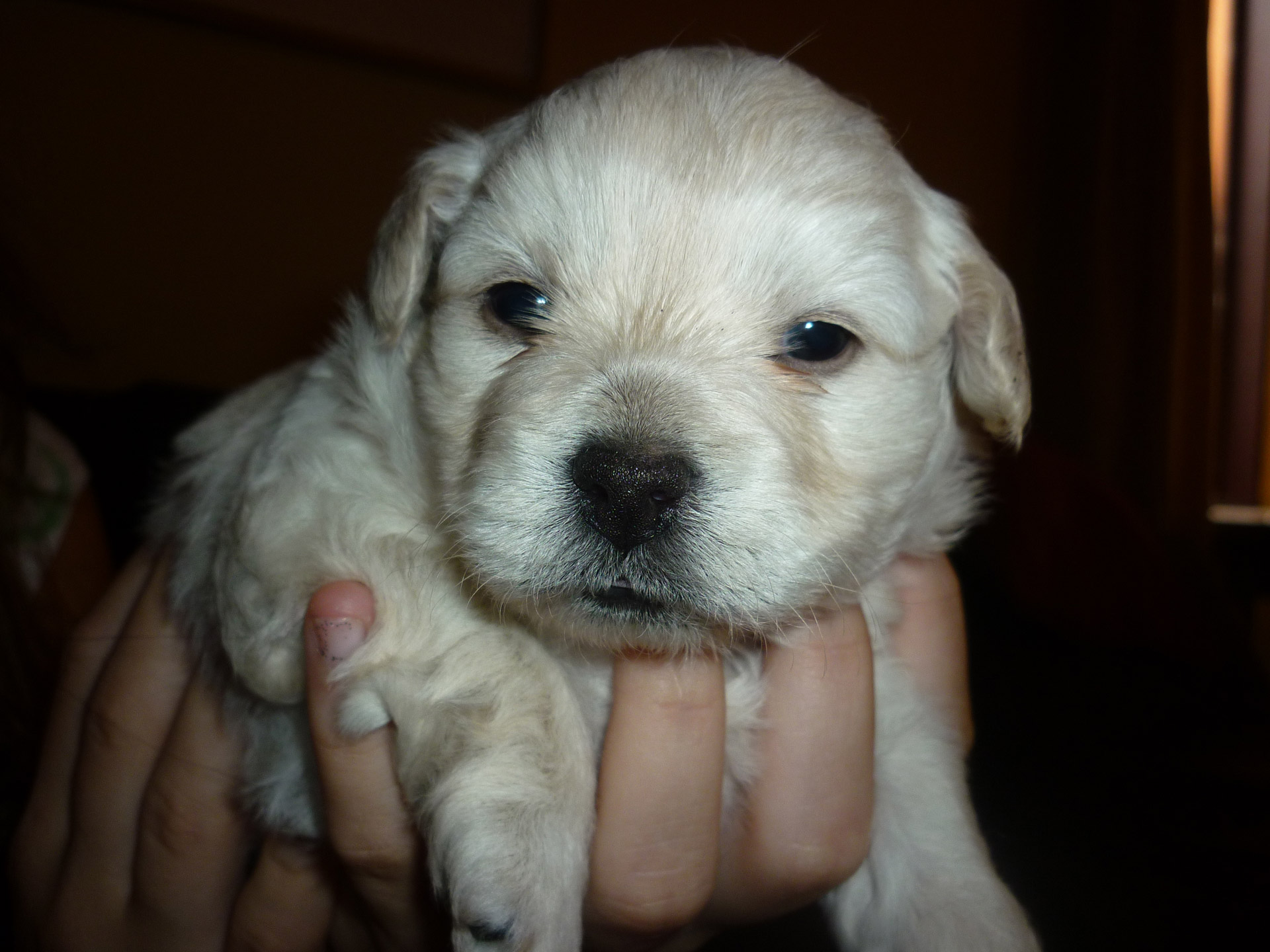 puppy white dog free photo