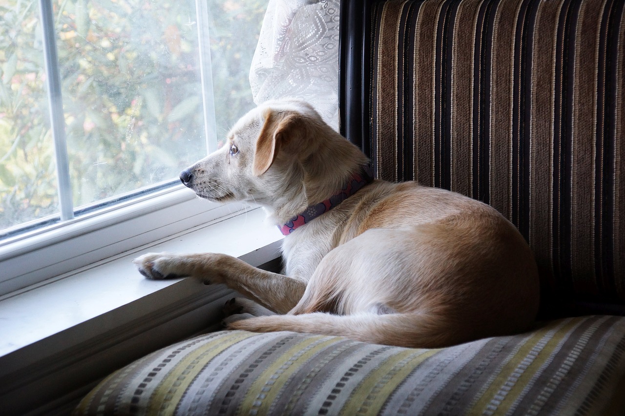 puppy dog chair window free photo