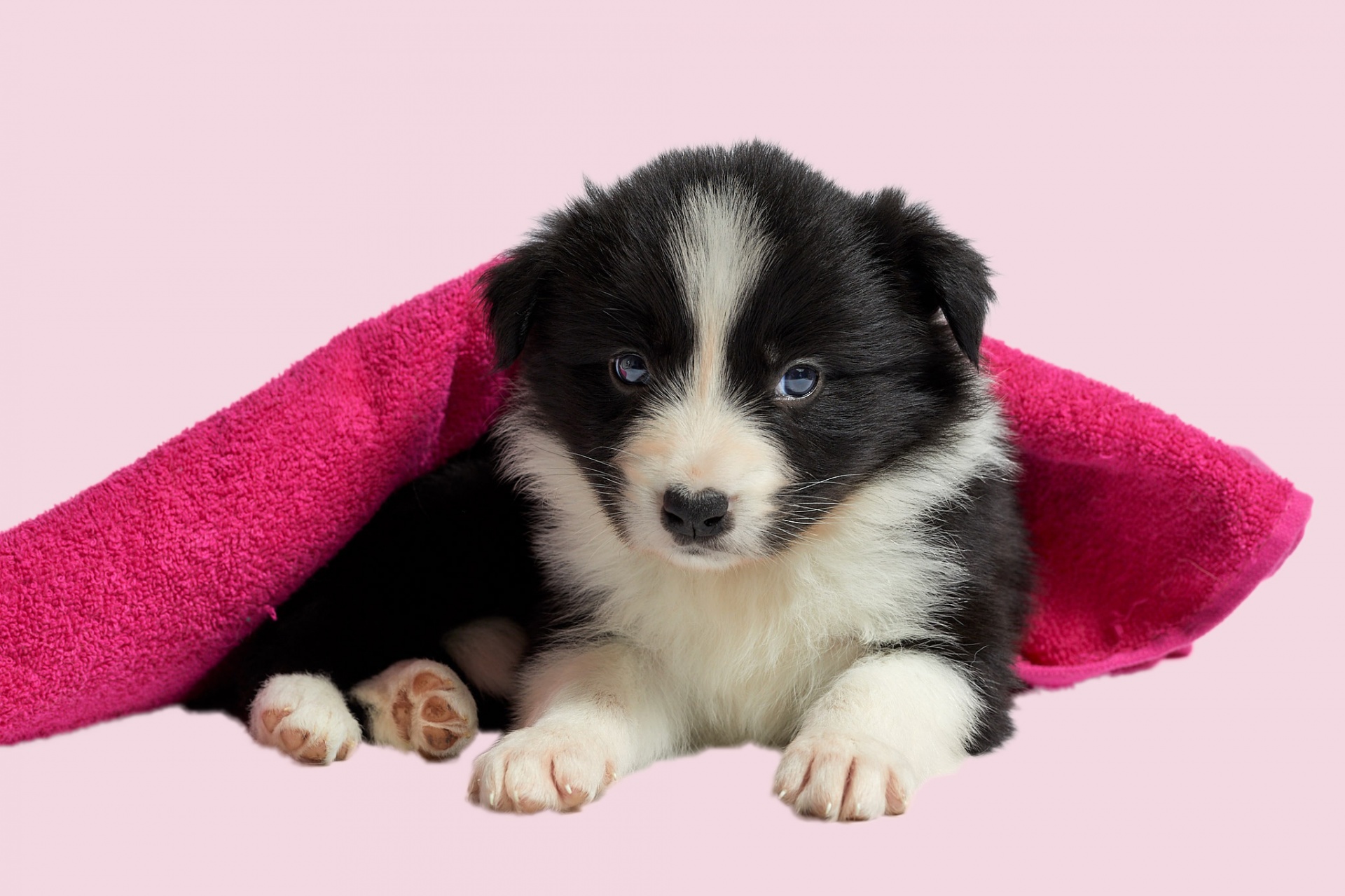 puppy dog collie free photo