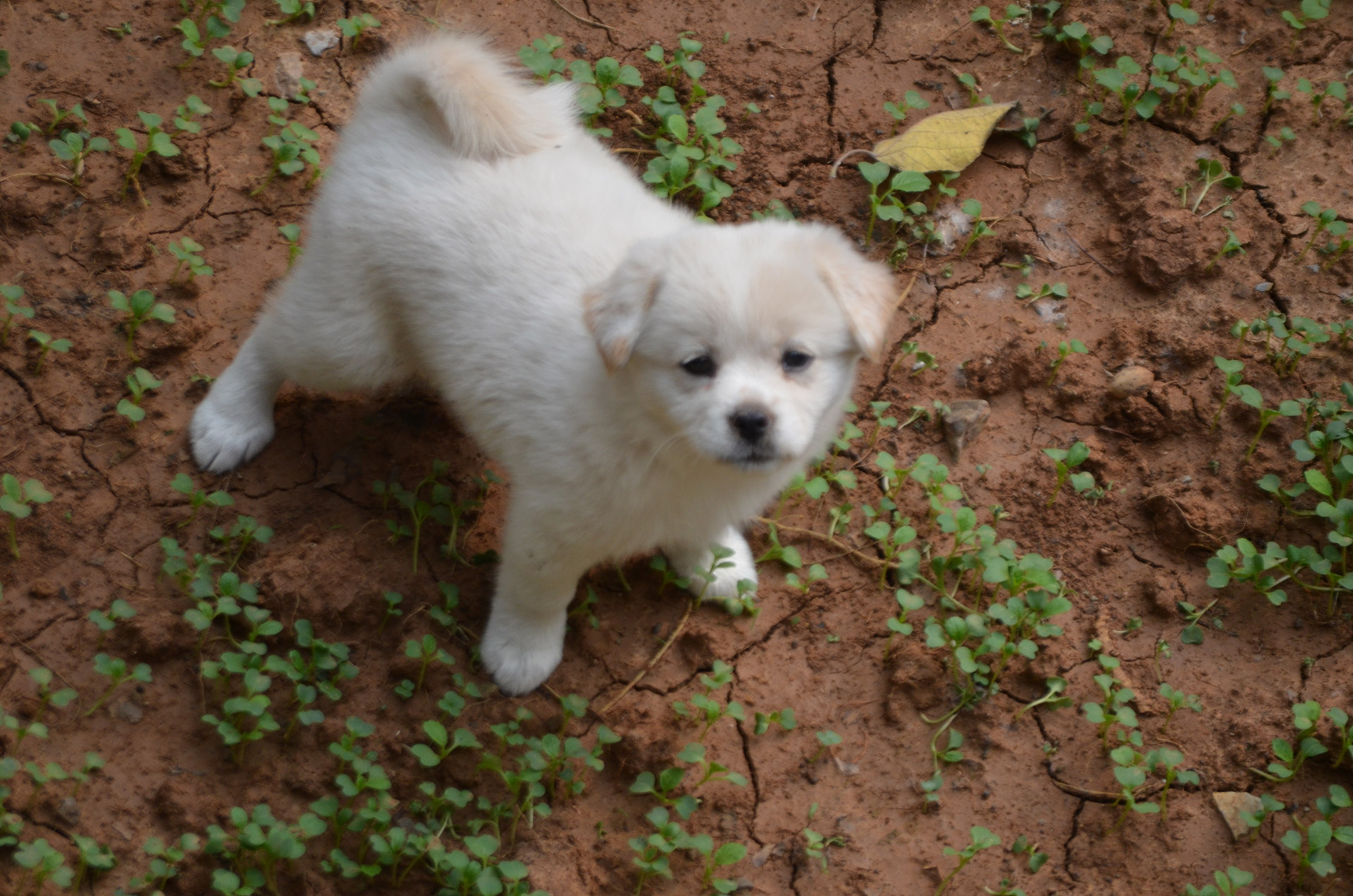 dog puppy canine free photo