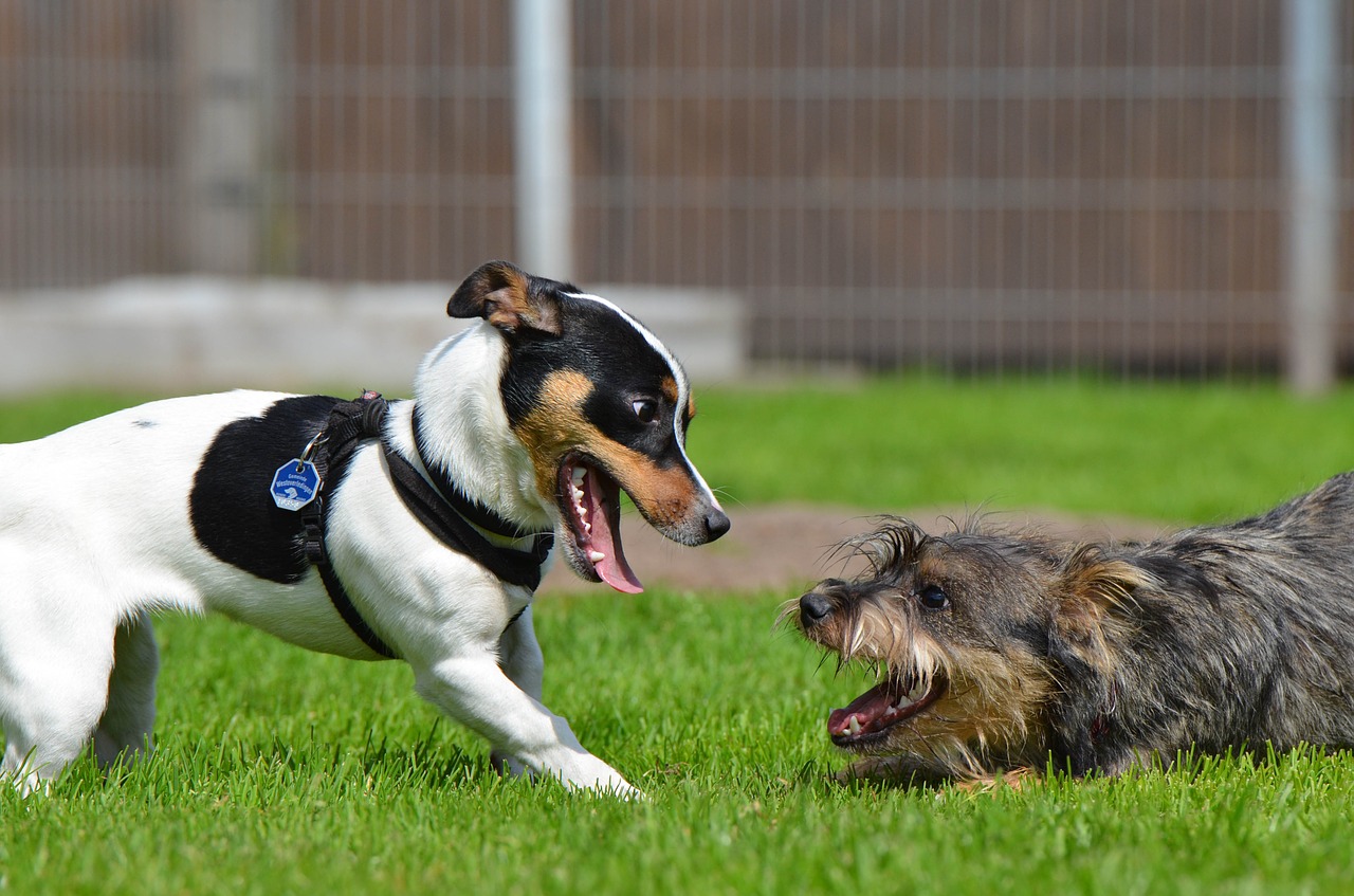 puppy games playing dogs jack russel free photo