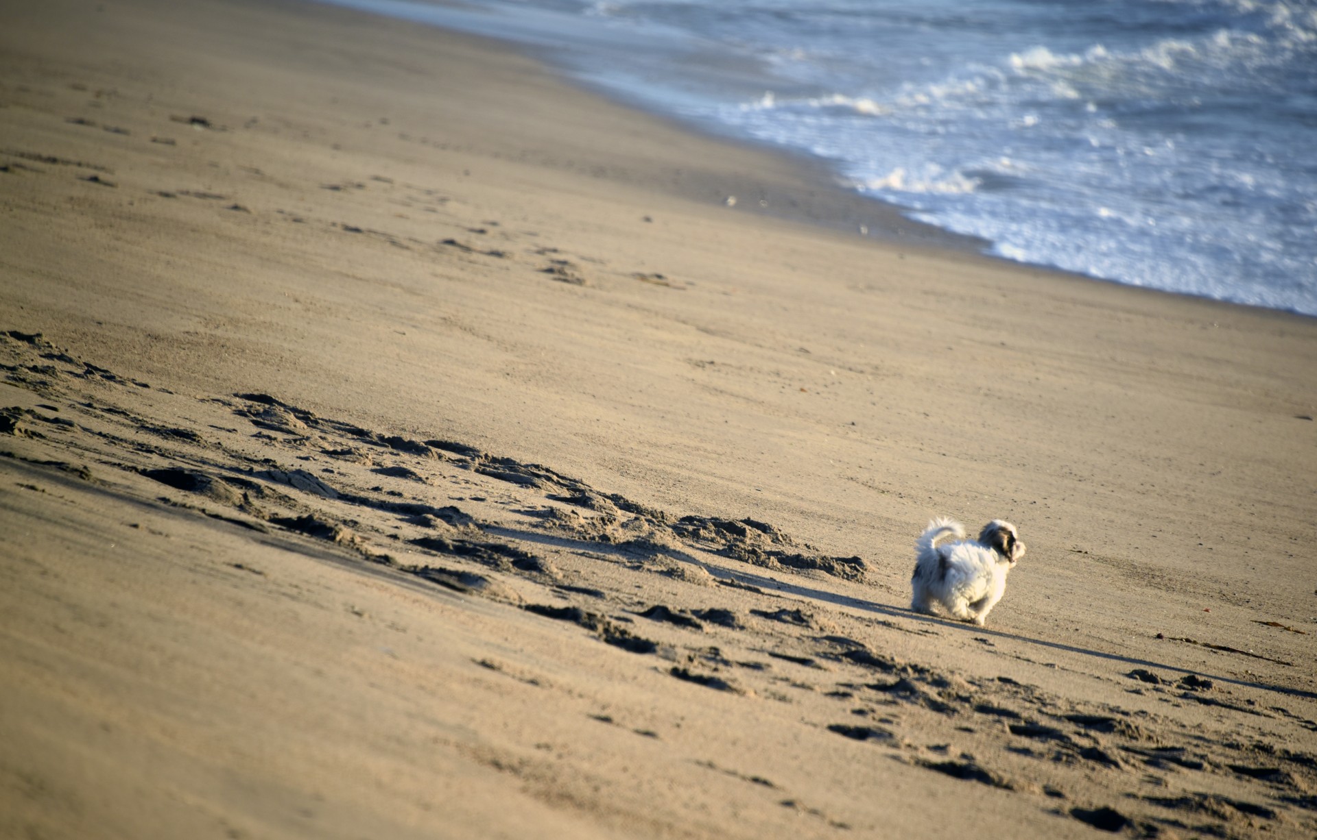 puppy sand isolated free photo