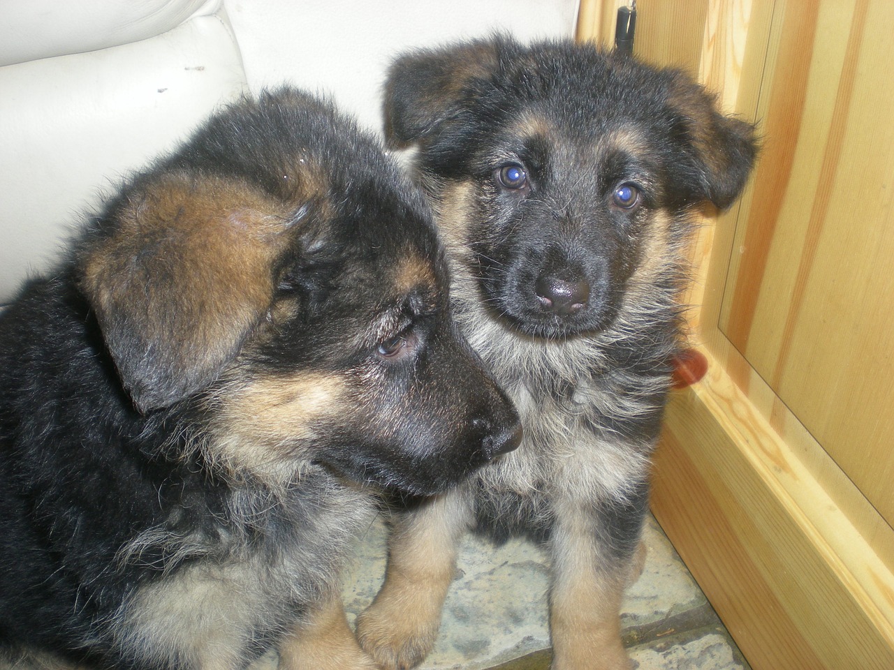 pups twins dog free photo