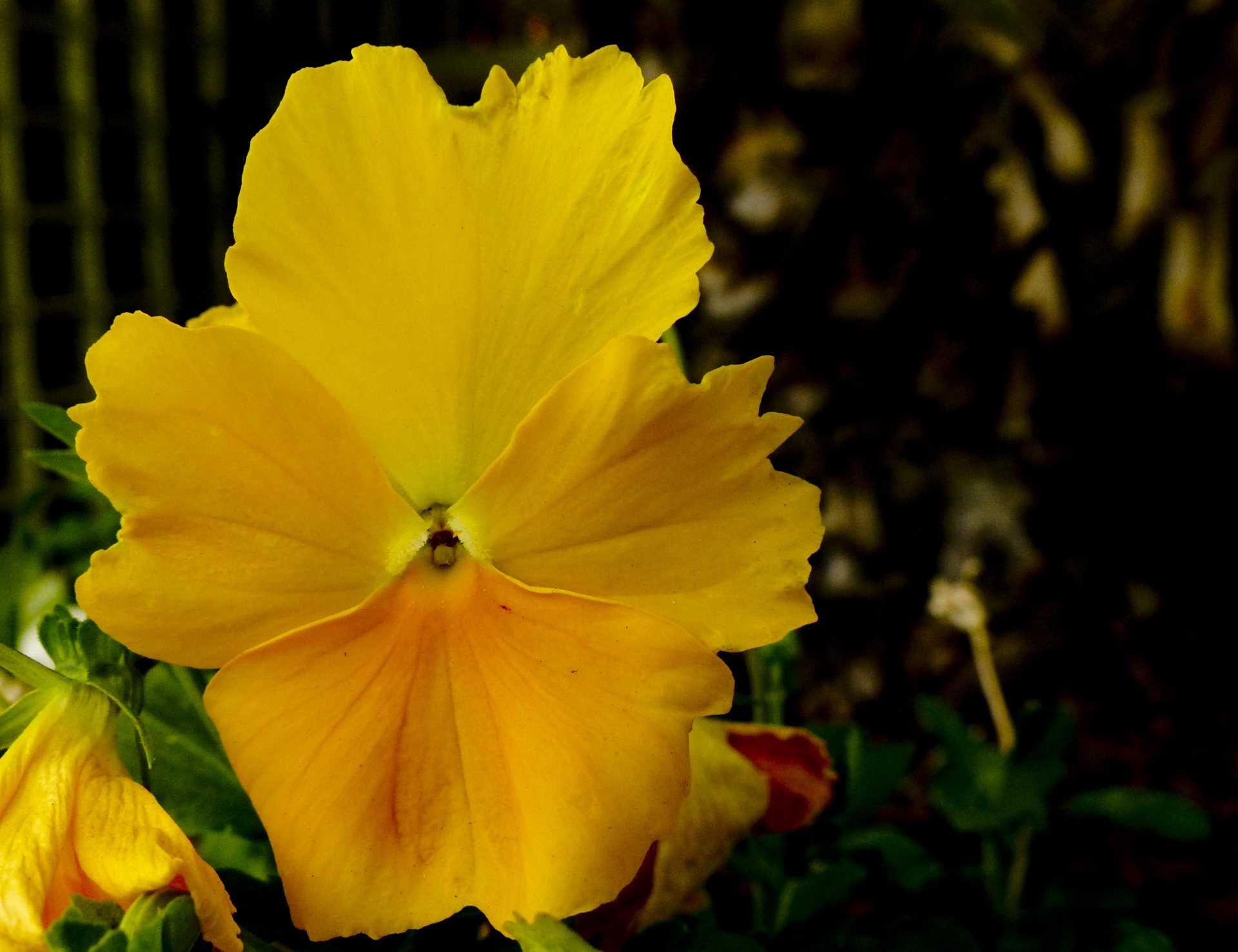 matrix pure yellow pansy flower free photo
