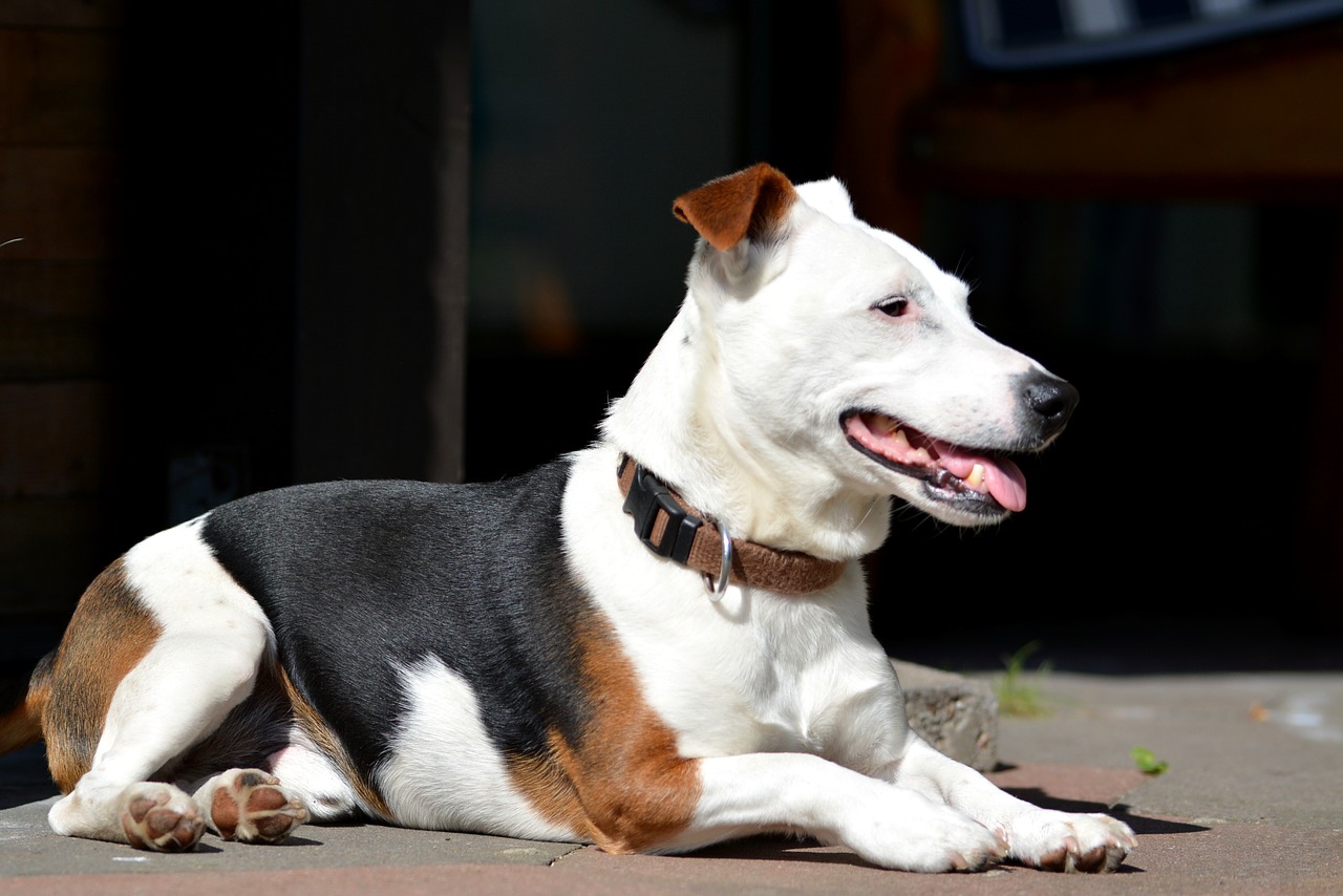 purebred dog dog jack russell free photo