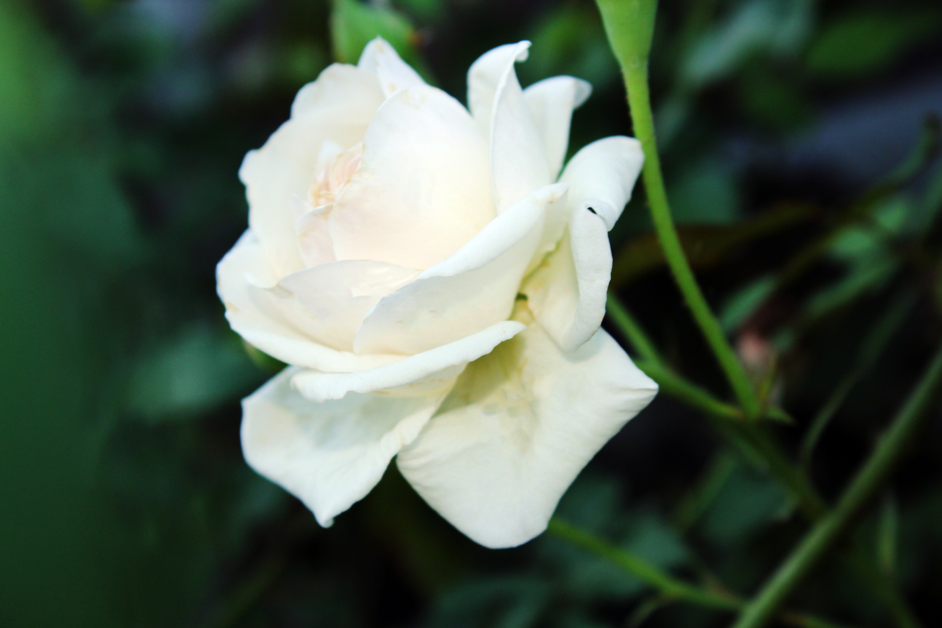 Роза цветок Уайт Оскар