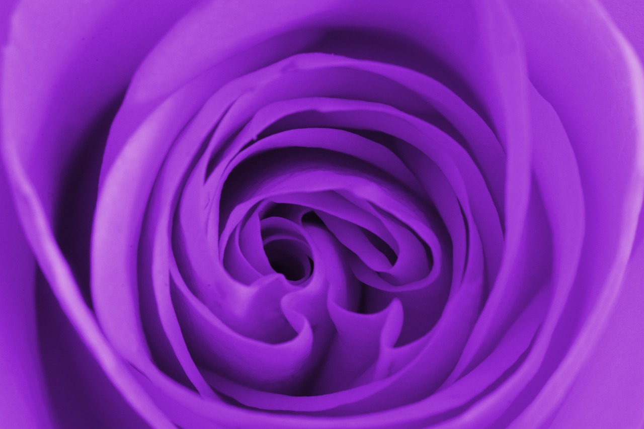 purple flower nature free photo