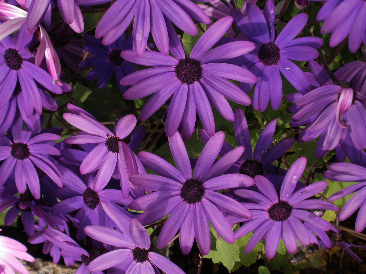 purple flowers blossom free photo