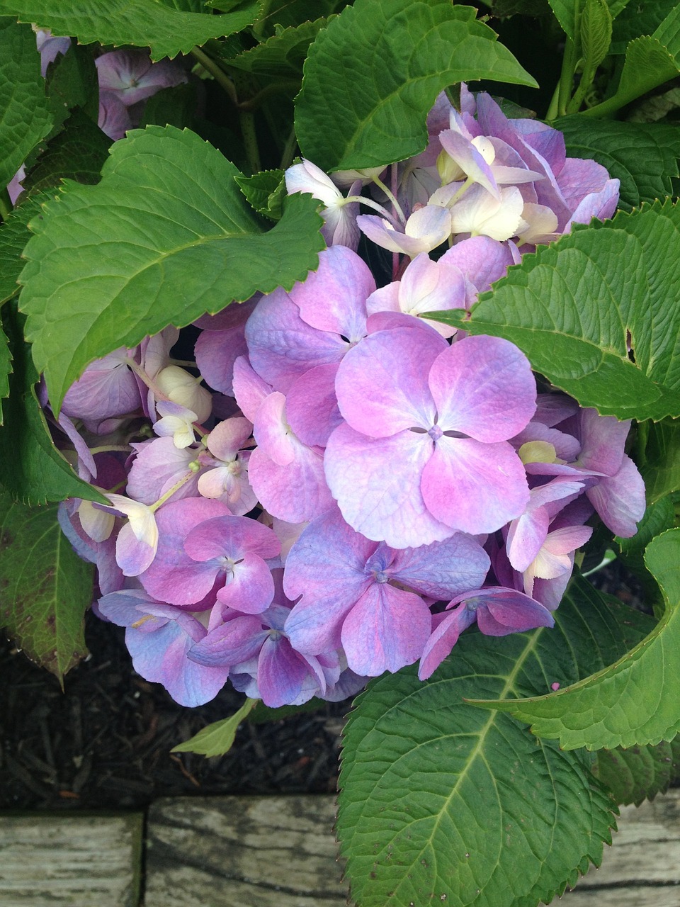 purple violet flowers free photo