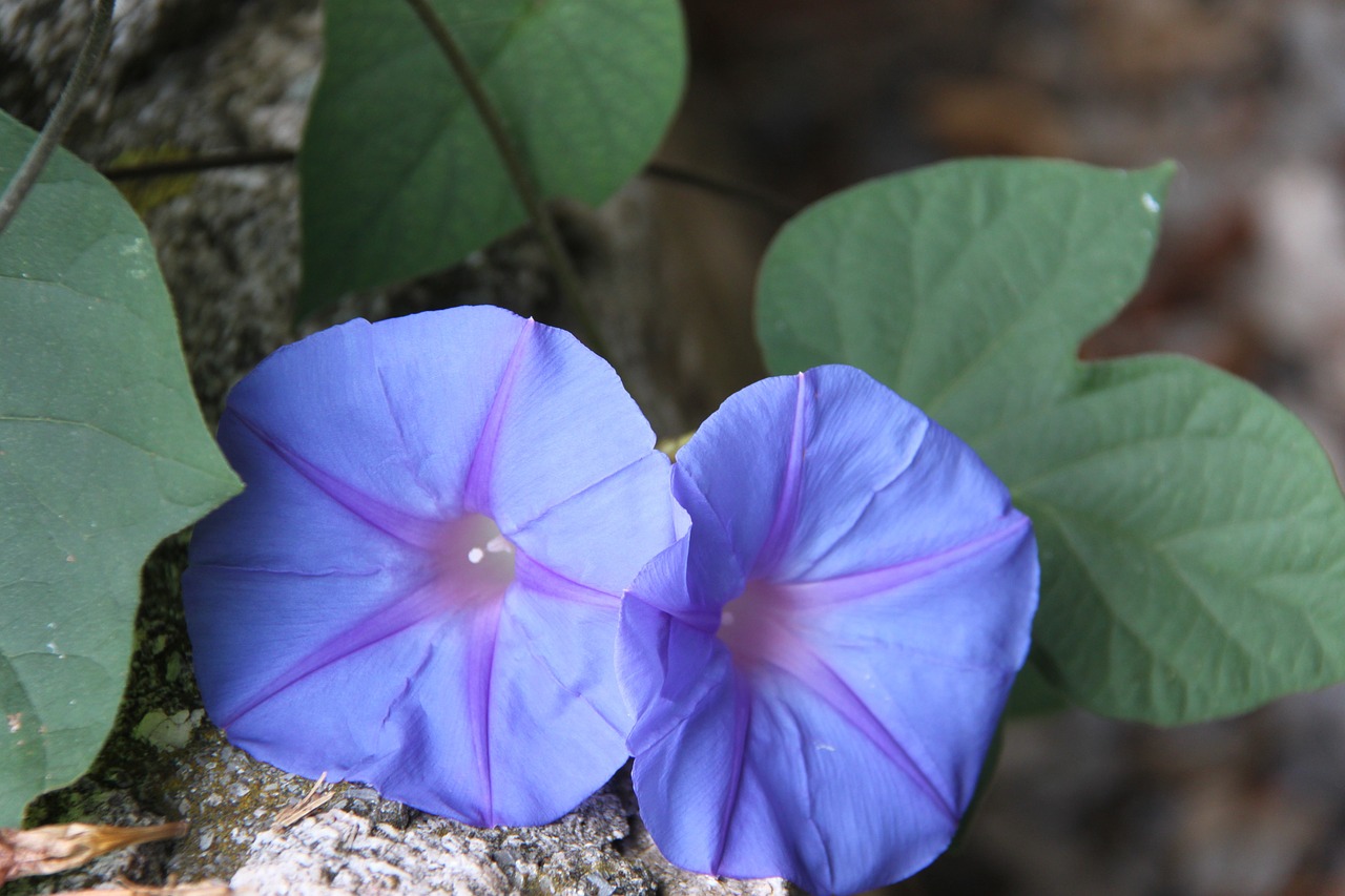 purple flower purple flower free photo