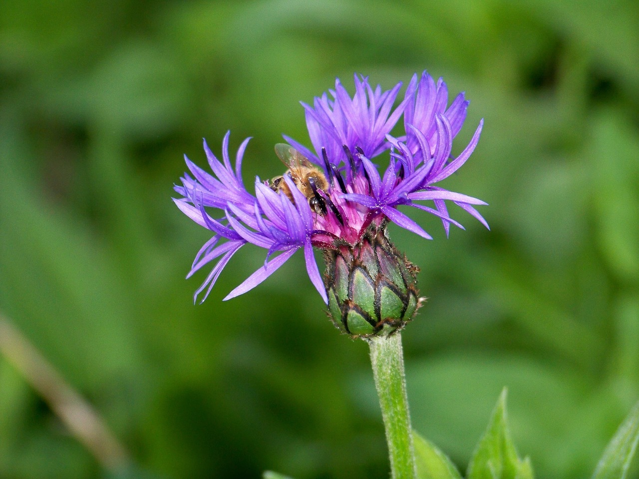 purple flower bee free photo