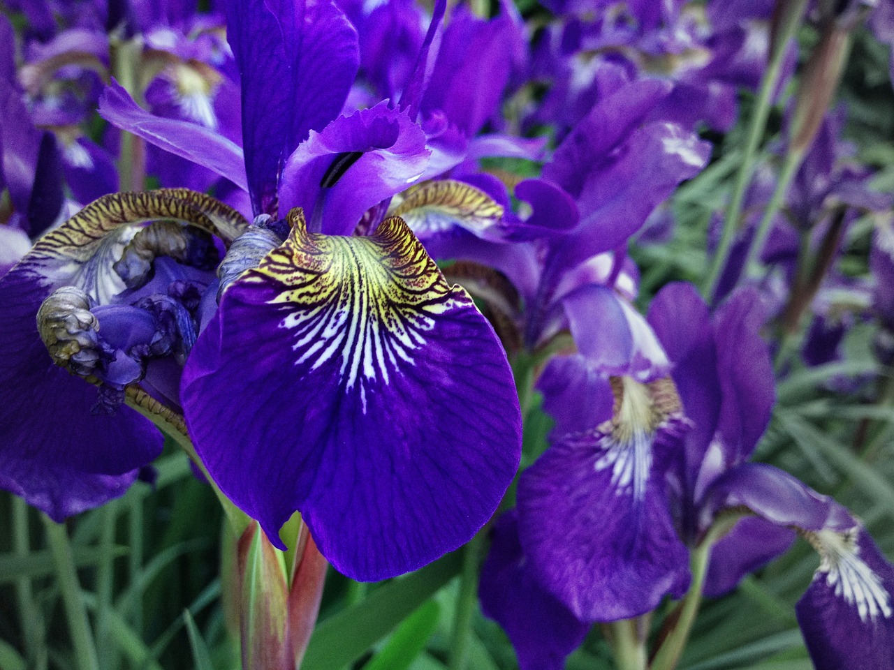 purple iris flower free photo