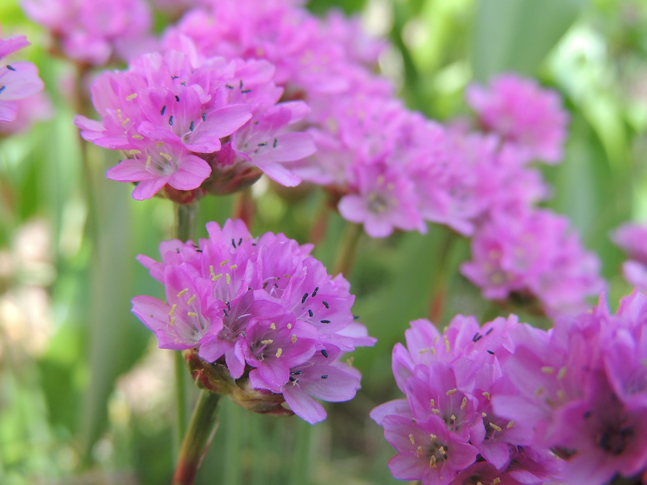 purple flower nature free photo