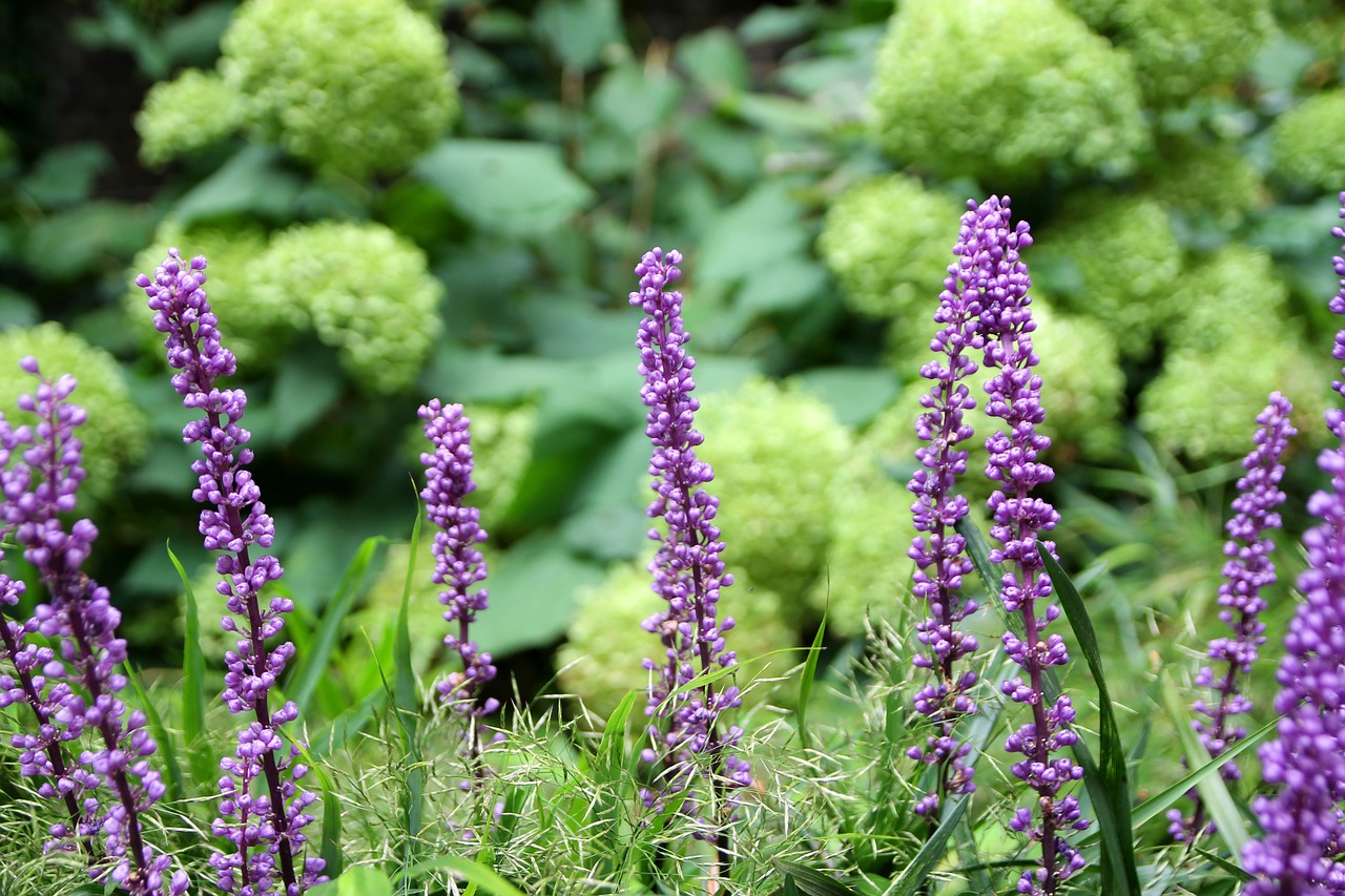 purple lavender green free photo