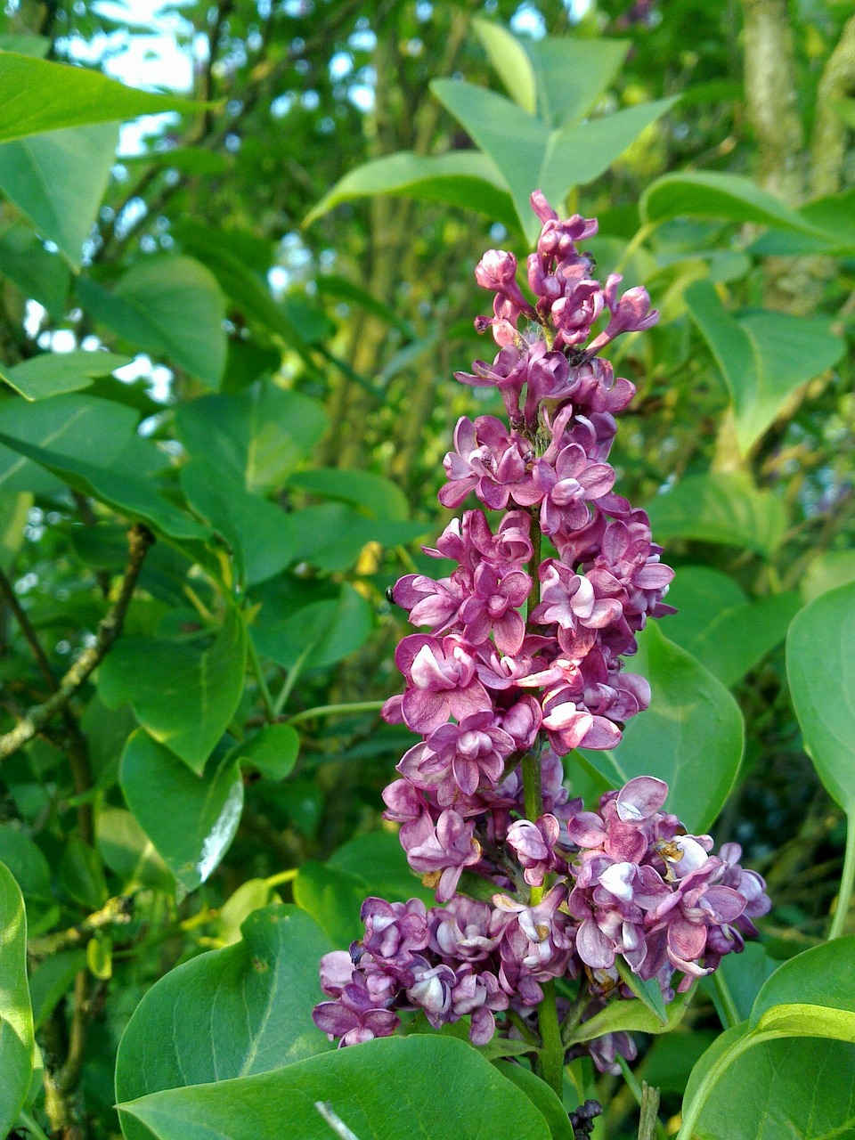 purple flowers nature free photo