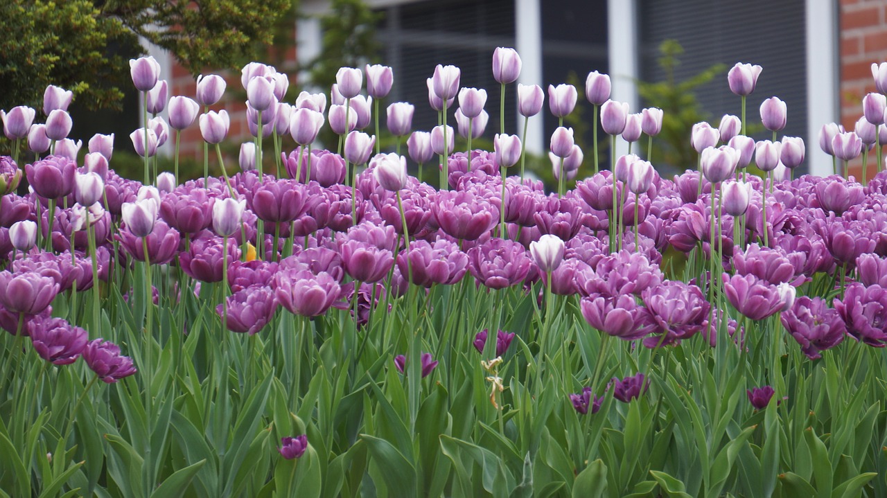 purple flower tulip free photo