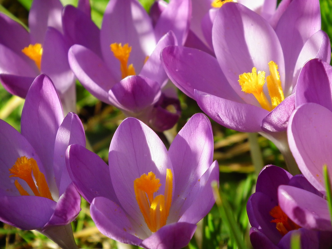 purple crocus flowers free photo