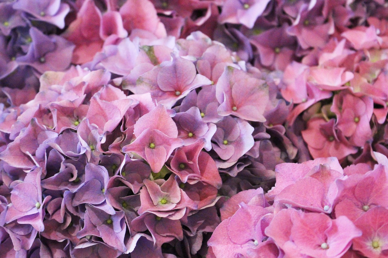 purple pink hydrangea free photo