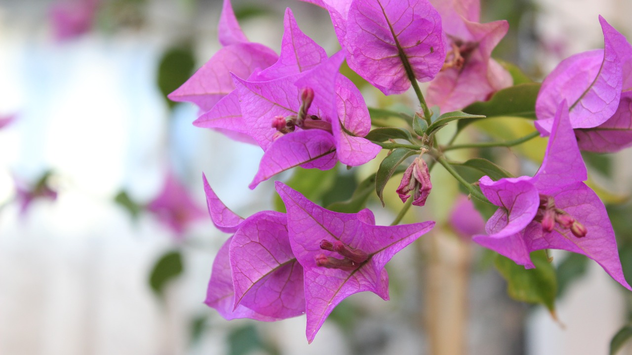 purple flower purple flowers free photo