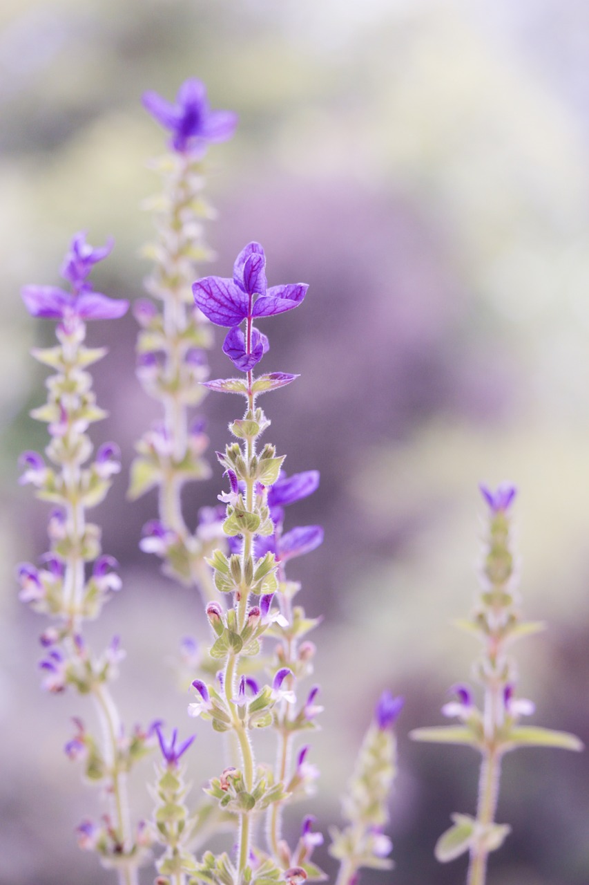 purple pastel soft free photo