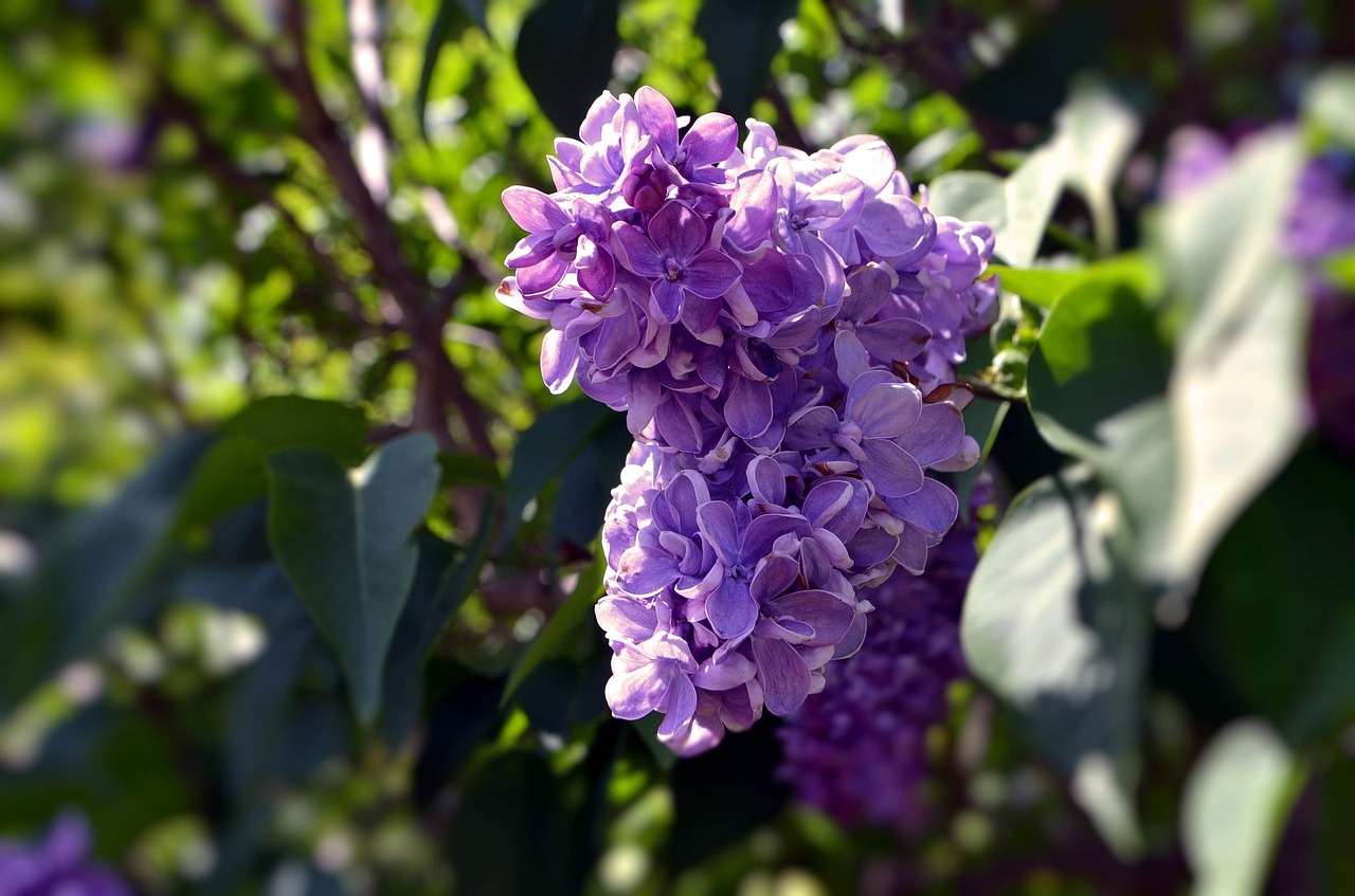 purple flower floral free photo