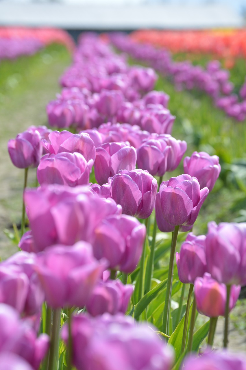 purple red tulips free photo