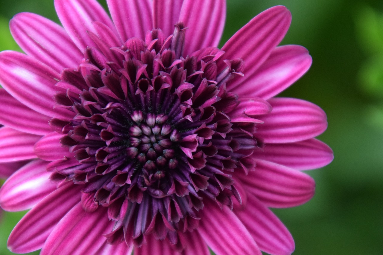 purple flower bloom free photo