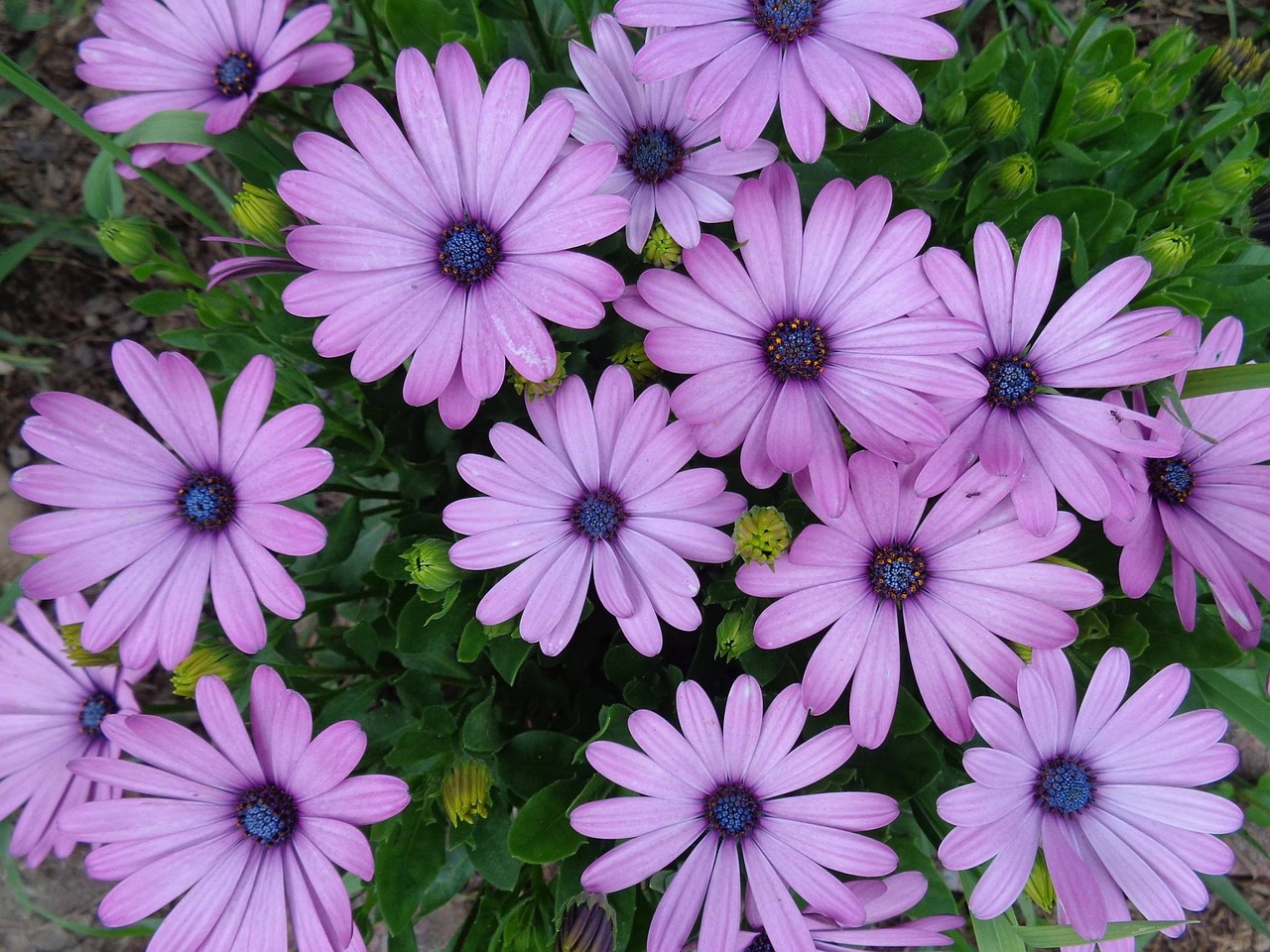 daisy purple flowers free photo