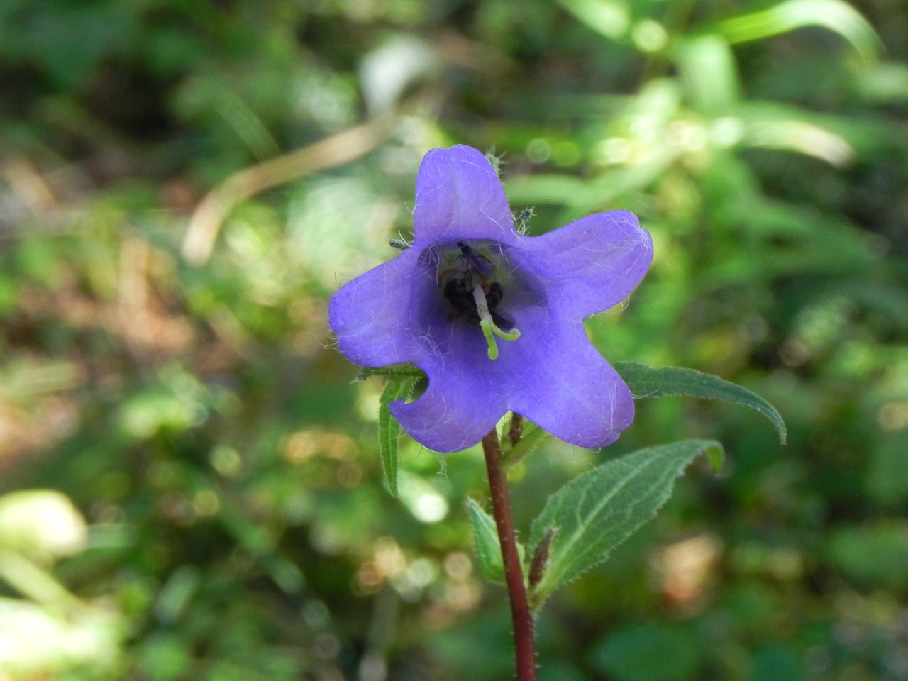 purple flower nature free photo